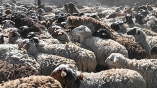 In Neuseeland gehen seit dem Sommer Memes mit dem Schaf-Maskottchen einer Bank viral. Diese ...