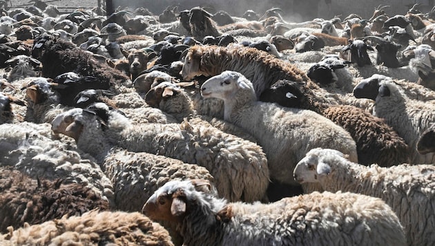 In Neuseeland gehen seit dem Sommer Memes mit dem Schaf-Maskottchen einer Bank viral. Diese ...