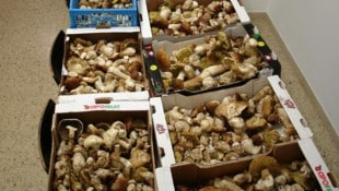 Trotz strenger Regulierung und regelmäßiger Kontrollen „boomt“ das illegale Sammeln und Handeln ...