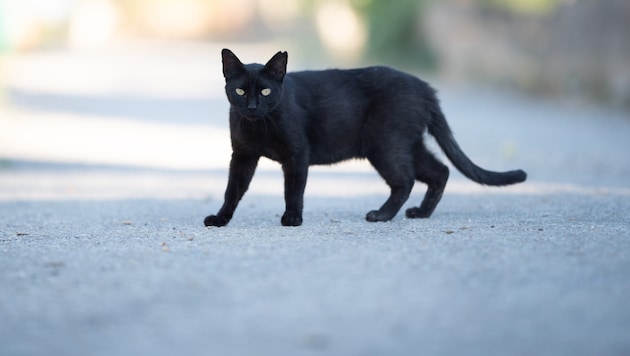 „Ich würde allen Katzenbesitzern nahelegen, ihre Katzen chippen zu lassen und ihre Daten aktuell ...