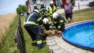 Im Hitzesommer suchten Wildtiere – wie hier ein Reh in Holzhausen – bei Pools Wasser und ...