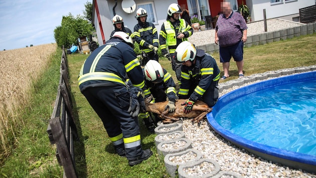 Im Hitzesommer suchten Wildtiere – wie hier ein Reh in Holzhausen – bei Pools Wasser und ...
