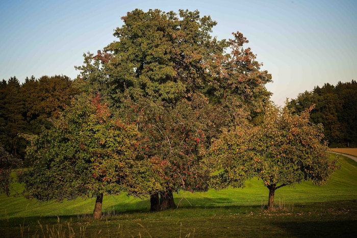 Die Vegetation hat sich noch nicht überall umgestellt. Es gibt noch Bäume, die kaum Blätter ...