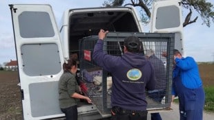 Die Anforderungen an die Tierretter sowie die Zahl der zu betreuenden Schützlinge werden nicht ...