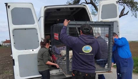 Die Anforderungen an die Tierretter sowie die Zahl der zu betreuenden Schützlinge werden nicht ...
