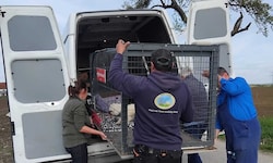 Die Anforderungen an die Tierretter sowie die Zahl der zu betreuenden Schützlinge werden nicht ...