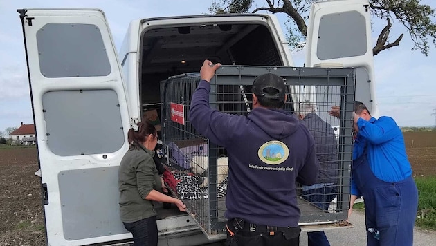 Die Anforderungen an die Tierretter sowie die Zahl der zu betreuenden Schützlinge werden nicht ...