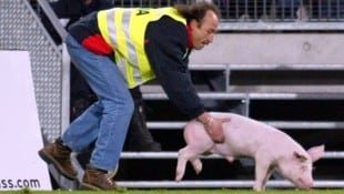 2003 sorgte dieses Schweinchen für Aufregung. 