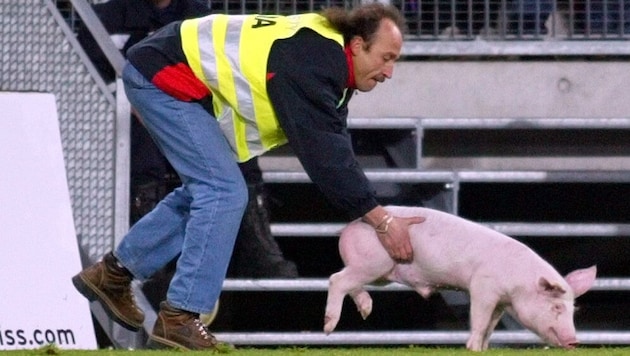 2003 sorgte dieses Schweinchen für Aufregung.