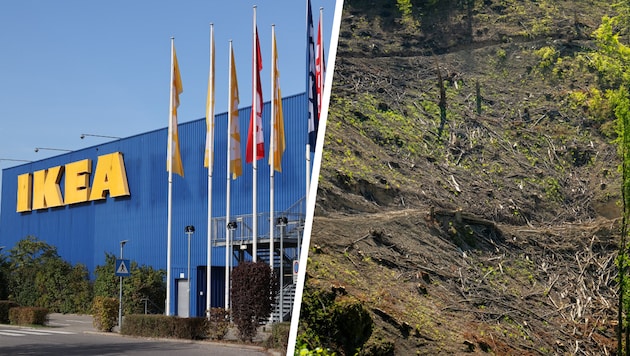 Für IKEA wird statistisch alle zwei Sekunden ein Baum gefällt. Das Unternehmen verspricht, ...