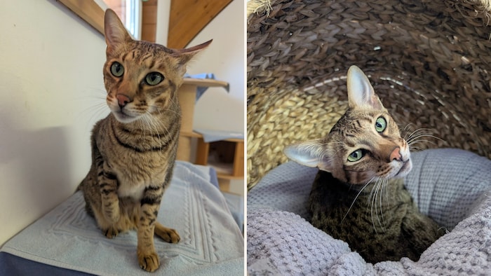 Ein ganz besonderer Kater!