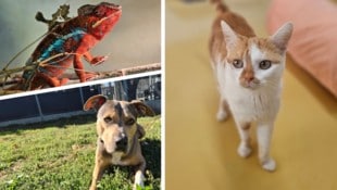 Ob Chamäleon, Hund oder Katze, sie alle suchen einen schönen Platz zum Leben.