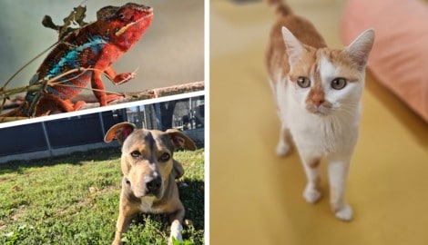 Ob Chamäleon, Hund oder Katze, sie alle suchen einen schönen Platz zum Leben.
