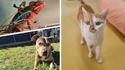 Ob Chamäleon, Hund oder Katze, sie alle suchen einen schönen Platz zum Leben.