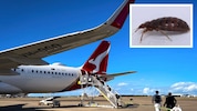 Eine Qantas-Maschine musste wegen Bettwanzen am Boden bleiben.
