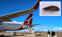 Eine Qantas-Maschine musste wegen Bettwanzen am Boden bleiben.