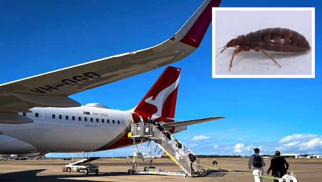 Eine Qantas-Maschine musste wegen Bettwanzen am Boden bleiben.