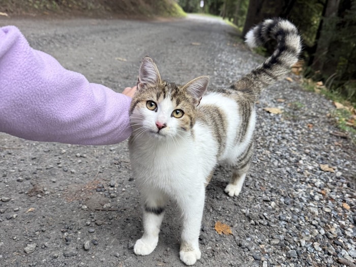 Tierisch süße Überraschung: Diese zutrauliche Katze begleitet uns ein Stück des Weges.