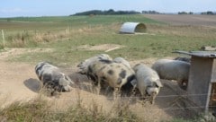 Ein schweinisch gutes Leben führen die Turopolje-Zuchtschweine, die jede Menge Platz genießen.