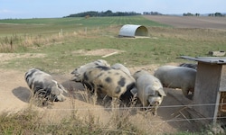 Ein schweinisch gutes Leben führen die Turopolje-Zuchtschweine, die jede Menge Platz genießen.