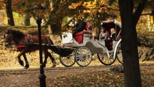 Drehen die Pferdekutschen im New Yorker Central Park bald ihre letzte Runde?