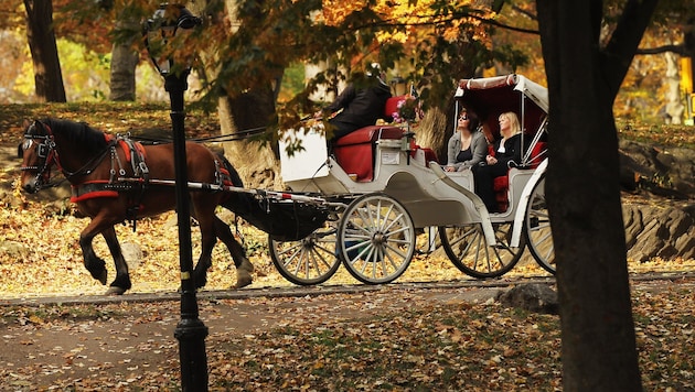 Drehen die Pferdekutschen im New Yorker Central Park bald ihre letzte Runde?