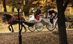 Drehen die Pferdekutschen im New Yorker Central Park bald ihre letzte Runde?