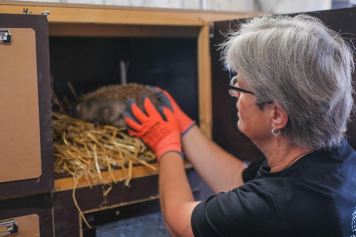 Schon ein Hasenstall reicht den Tierchen für einen guten Winterschlaf.