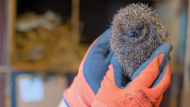Auch heuer suchen wieder zahlreiche Igel einen sicheren Schlafplatz für den Winter