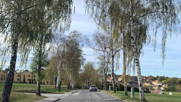 Bald ein Bild der Vergangenheit, ein Teil der Baumallee in Waidhofen.