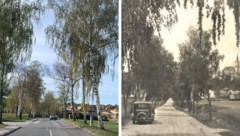 Die Allee heute (li.) und im Jahr 1941 (re.)