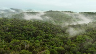 Der artenreiche Regenwald von Bahia in Brasilien. Hier liegt auch die Plantage von Ernst Götsch.