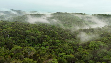 Der artenreiche Regenwald von Bahia in Brasilien. Hier liegt auch die Plantage von Ernst Götsch.