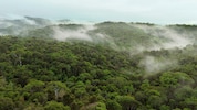 Der artenreiche Regenwald von Bahia in Brasilien. Hier liegt auch die Plantage von Ernst Götsch.