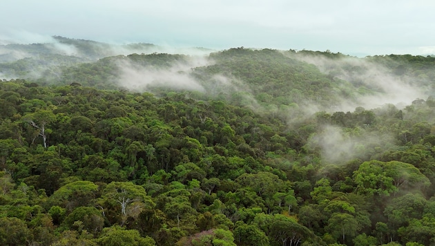 Der artenreiche Regenwald von Bahia in Brasilien. Hier liegt auch die Plantage von Ernst Götsch.
