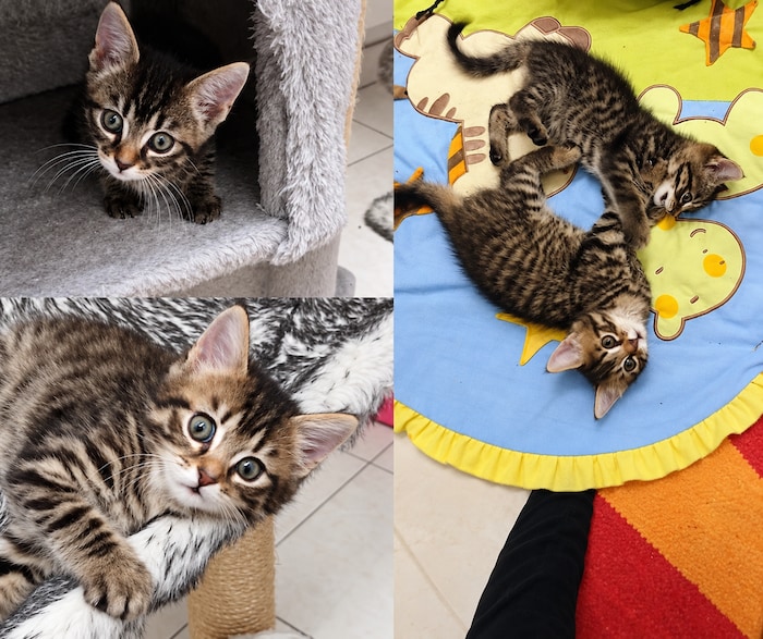 Unterstützung gesucht: Katzen benötigen weiter Hilfe.