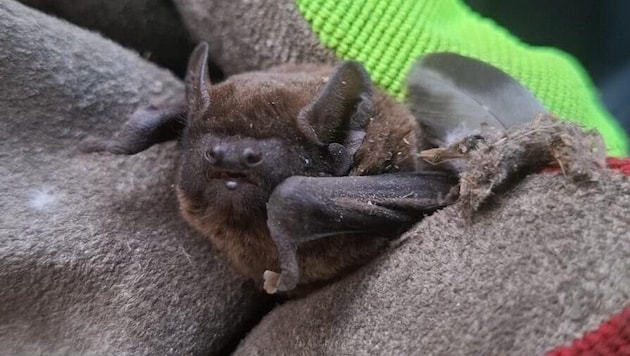 Die in einem Industriebetrieb geborgene Fledermaus wurde in die Pflegestation gebracht.