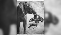„Dieses Foto wirkt auf so vielen Ebenen. Emotional ist es ein Schlag in die Magengrube, ...