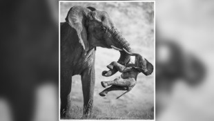 „Dieses Foto wirkt auf so vielen Ebenen. Emotional ist es ein Schlag in die Magengrube, ...