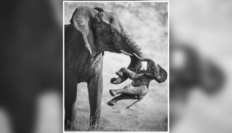 „Dieses Foto wirkt auf so vielen Ebenen. Emotional ist es ein Schlag in die Magengrube, ...