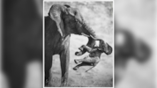 „Dieses Foto wirkt auf so vielen Ebenen. Emotional ist es ein Schlag in die Magengrube, ...