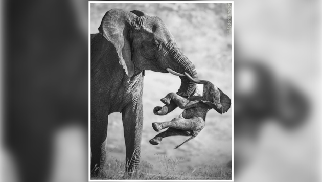 „Dieses Foto wirkt auf so vielen Ebenen. Emotional ist es ein Schlag in die Magengrube, ...