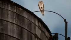 Namensgebend für die Tiere ist der helle Gesichtsschleier.