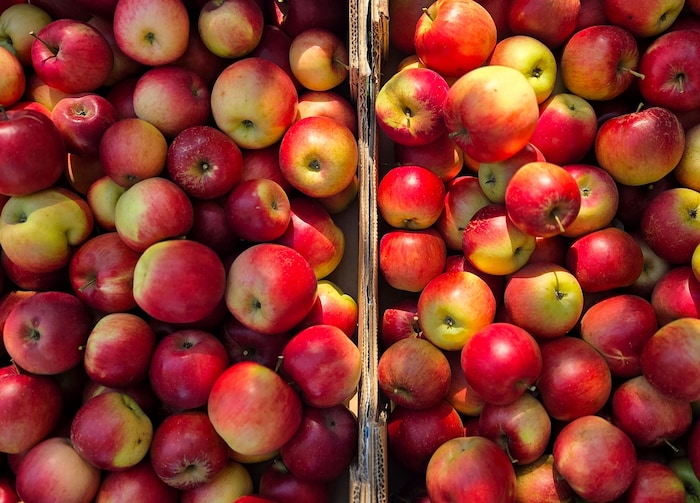 Im Obstbau wird mit rund 30 Prozent weniger Ernte gerechnet.