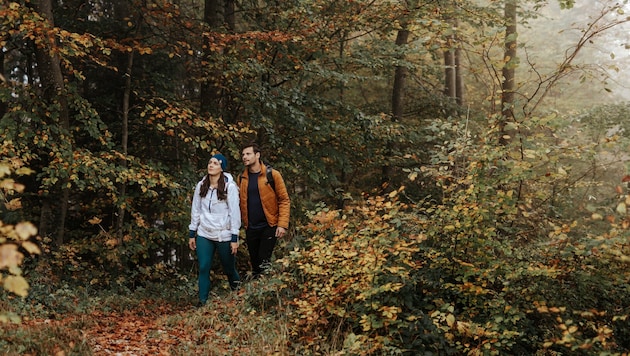 Ein Spaziergang durch den bunt gefärbten Herbstwald ist besonders reizvoll.