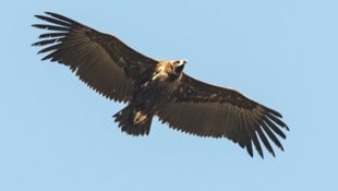 Wer hat den majestätischen Vogel (Symbolbild) auf dem Gewissen? Die Suche nach den Tätern läuft.