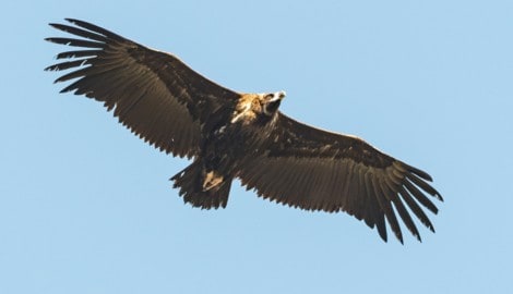 Wer hat den majestätischen Vogel (Symbolbild) auf dem Gewissen? Die Suche nach den Tätern läuft.