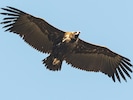 Wer hat den majestätischen Vogel (Symbolbild) auf dem Gewissen? Die Suche nach den Tätern läuft.