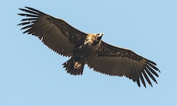 Wer hat den majestätischen Vogel (Symbolbild) auf dem Gewissen? Die Suche nach den Tätern läuft.