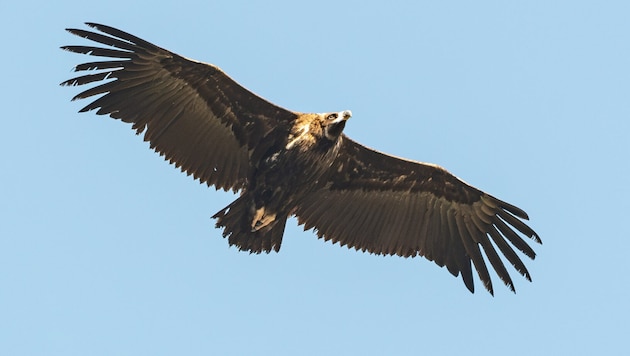 Wer hat den majestätischen Vogel (Symbolbild) auf dem Gewissen? Die Suche nach den Tätern läuft.